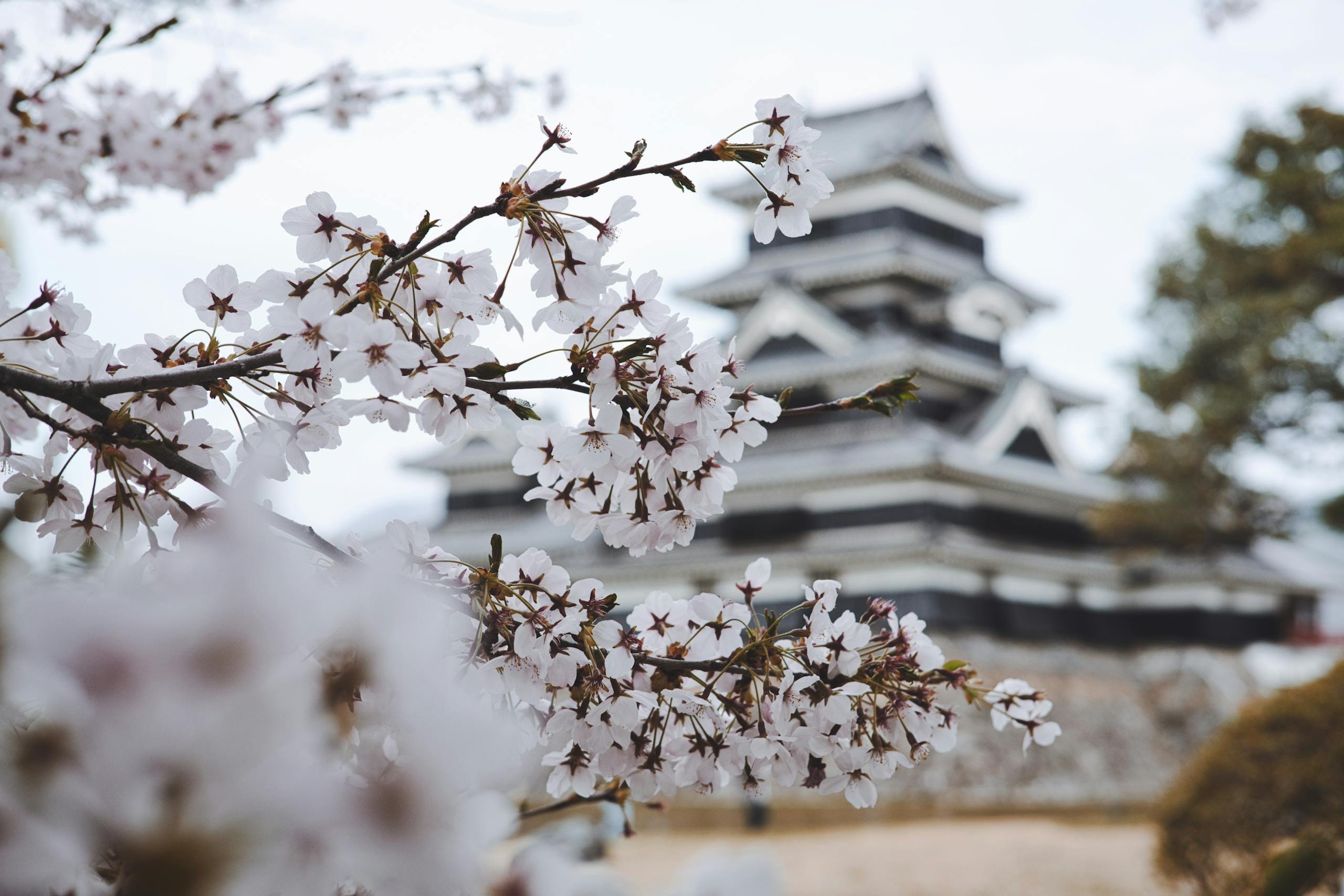 White Petaled Flowers, planning a trip to japan, cherry blosom